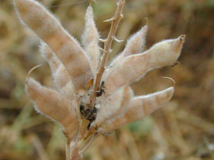 When to plant bluebonnet seeds