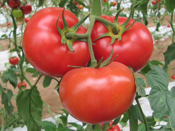 Heirloom tomato plant seeds