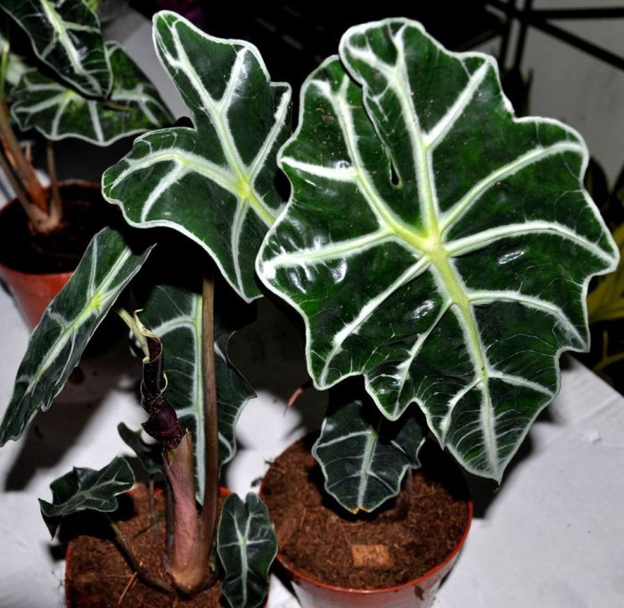 Plants tropical indoor plant house elephant ear alocasia amazonica sa creativecommons licenses wikimedia commons cc via own work