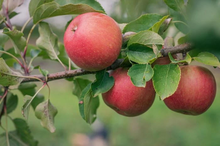 When to plant apple trees in nc