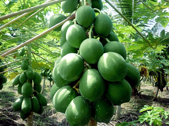 Where to plant a papaya tree