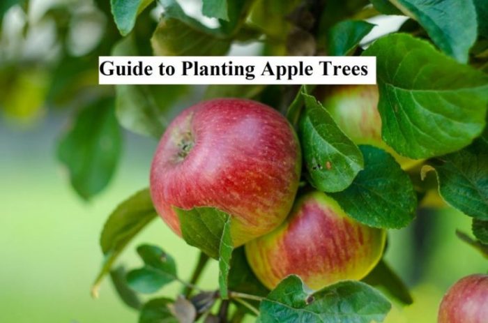 Best way to plant apple trees