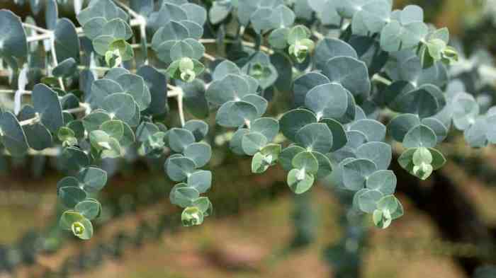 Where to plant eucalyptus tree