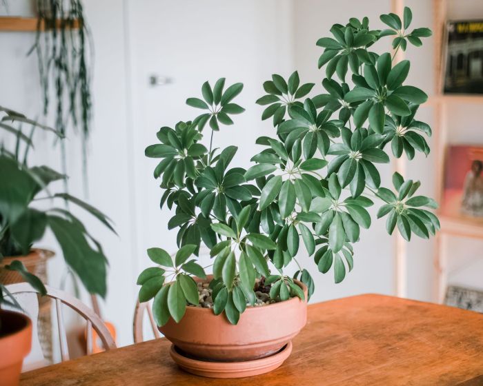 How to care for umbrella tree plant