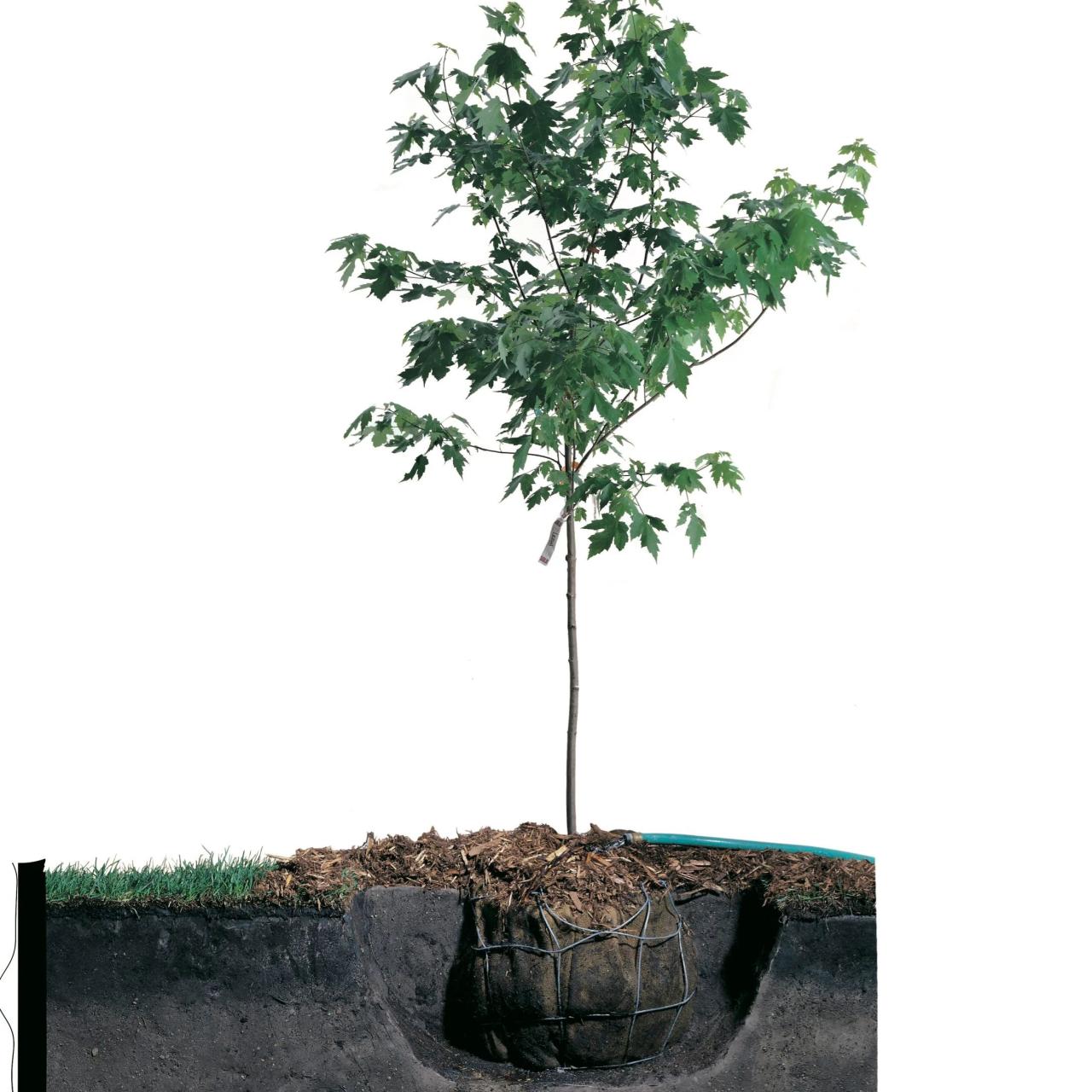 How do you plant a maple tree