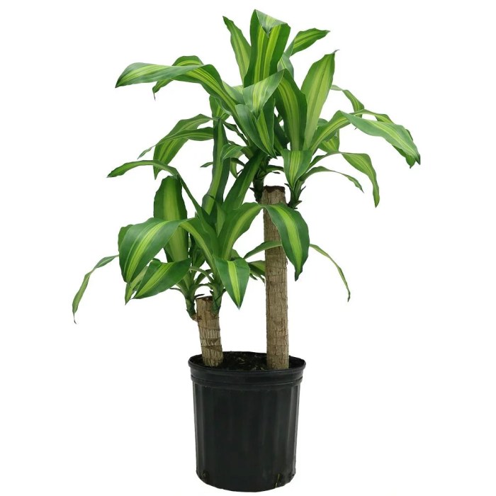 Does home depot plant trees