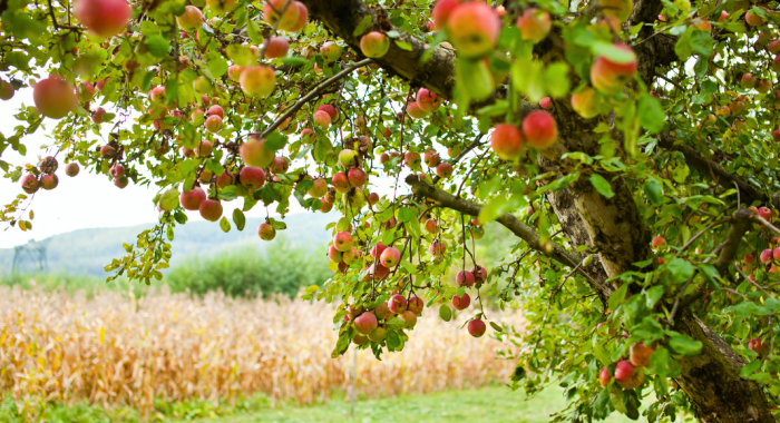 When to plant apple trees in nc