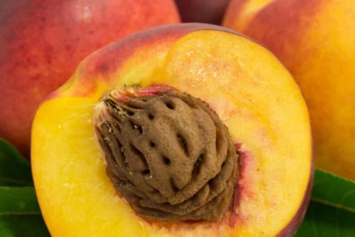 How to plant peach seed