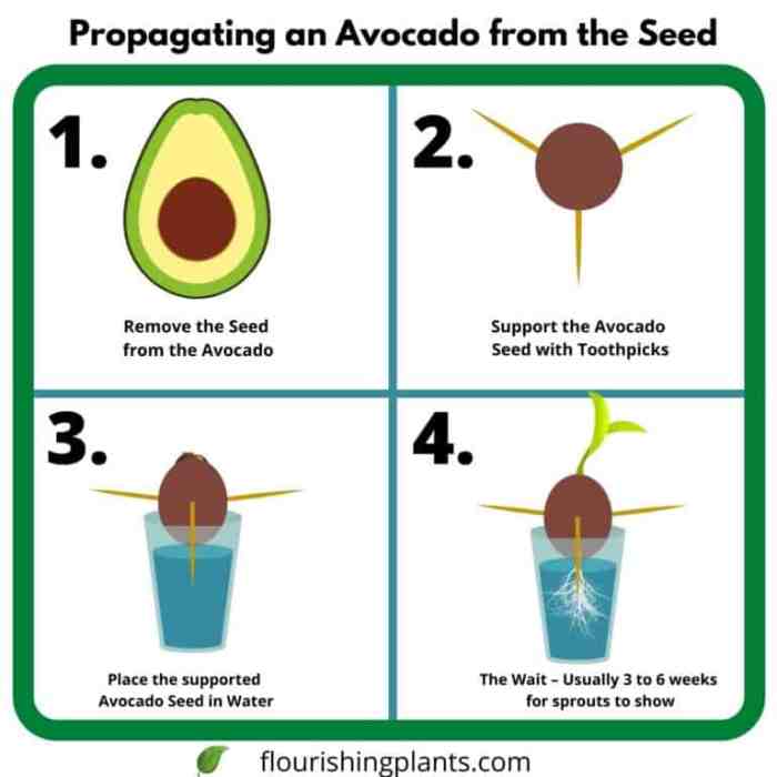 Best place to plant avocado tree