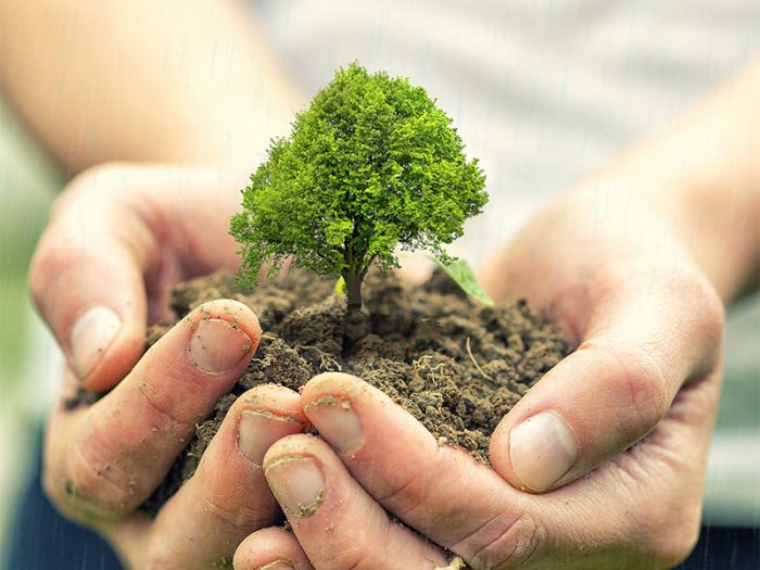 Plant trees in israel in memory