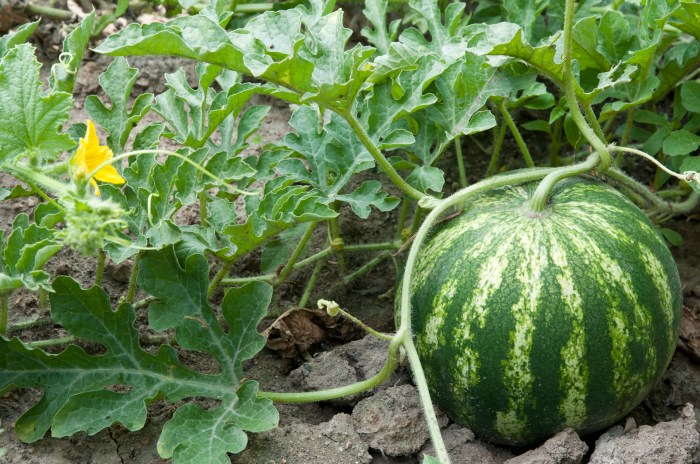 When to plant watermelon seeds