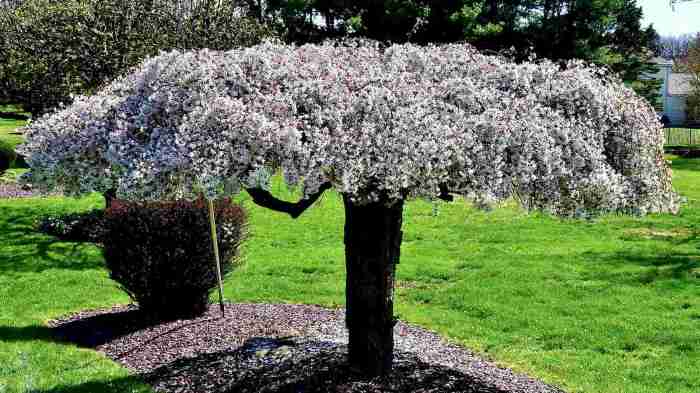 When to plant weeping cherry tree