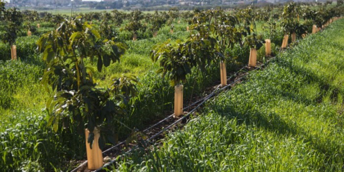 Best place to plant avocado tree