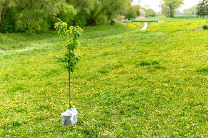 Is fall good time to plant trees