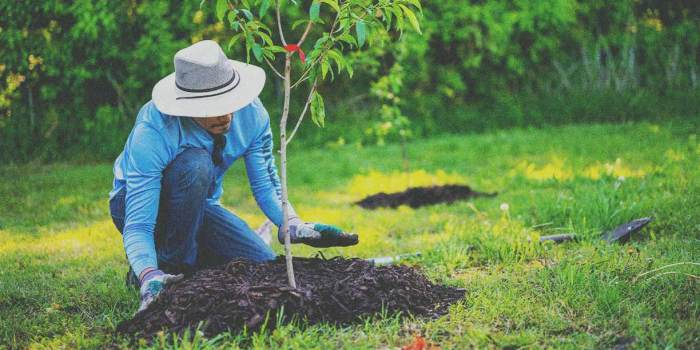 Best month to plant trees