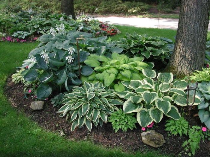 Plant hostas around tree