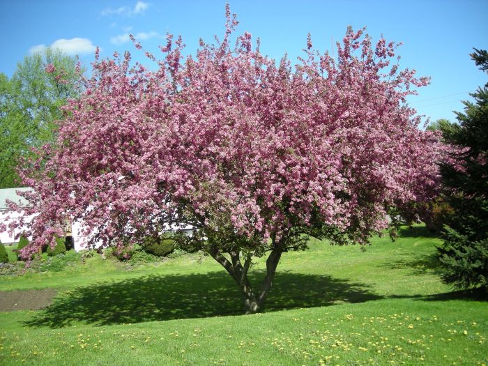 How to plant crabapple trees