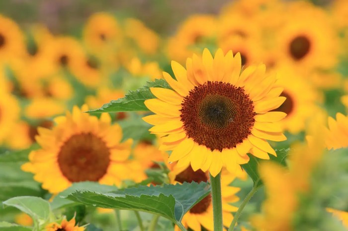 How deep to plant sunflower seeds