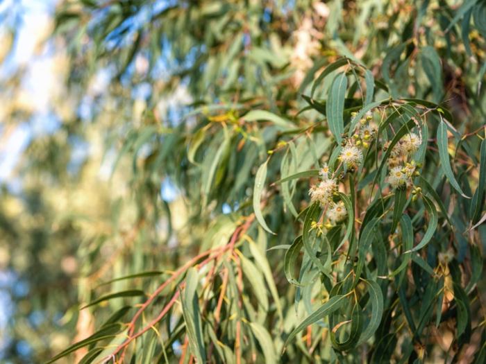 Trees eucalyptus gunnii tree gum ornamental buy cider silver evergreen blue white