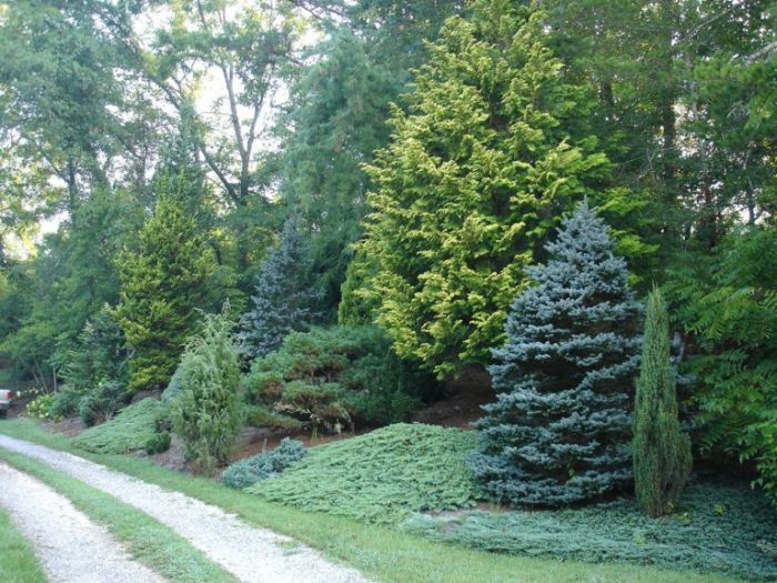 How to plant a evergreen tree