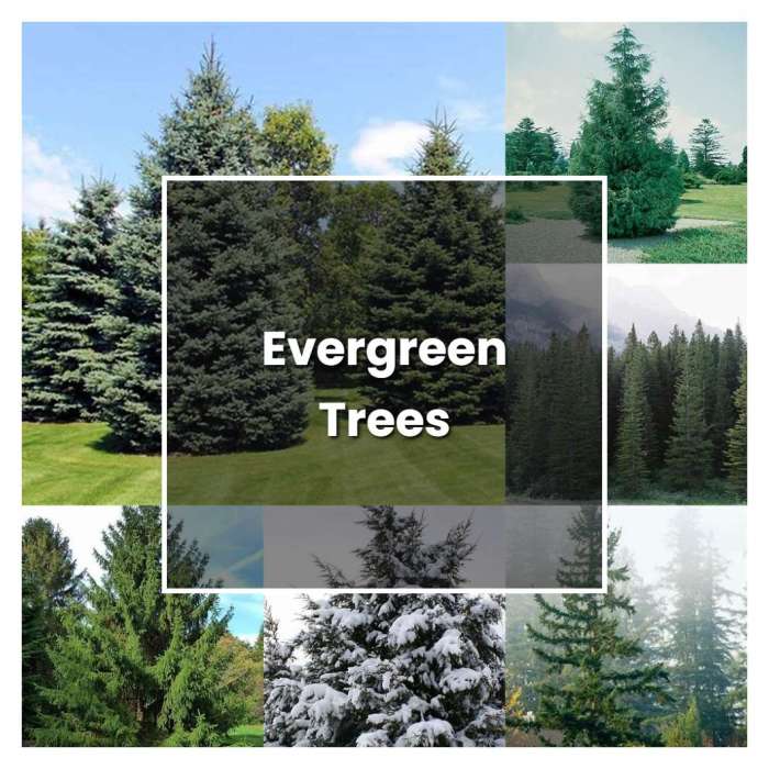 How to plant a evergreen tree