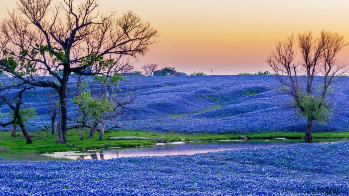 When to plant bluebonnet seeds