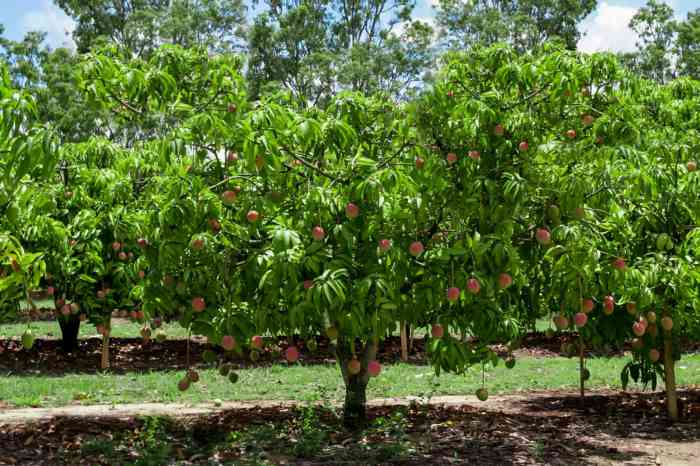 How do you plant a mango seed