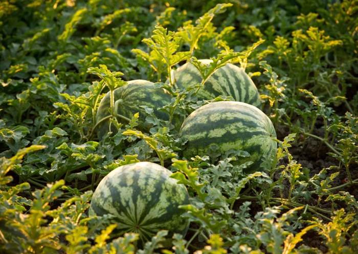 When to plant watermelon seeds