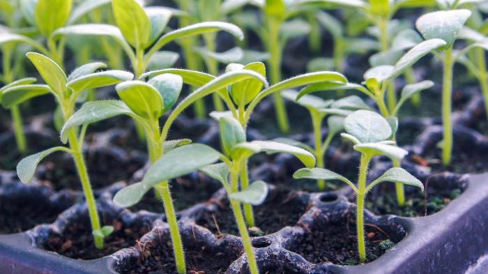 How deep to plant sunflower seeds