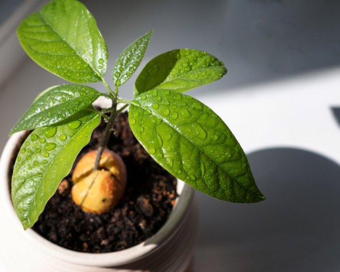 How to plant an avocado seed