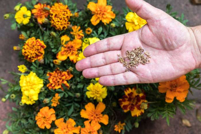 How to plant marigold seed