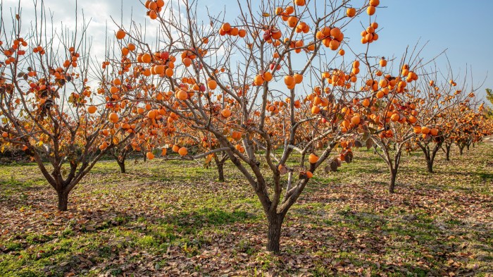 How to plant persimmon tree seeds