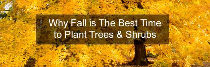 Is fall good time to plant trees