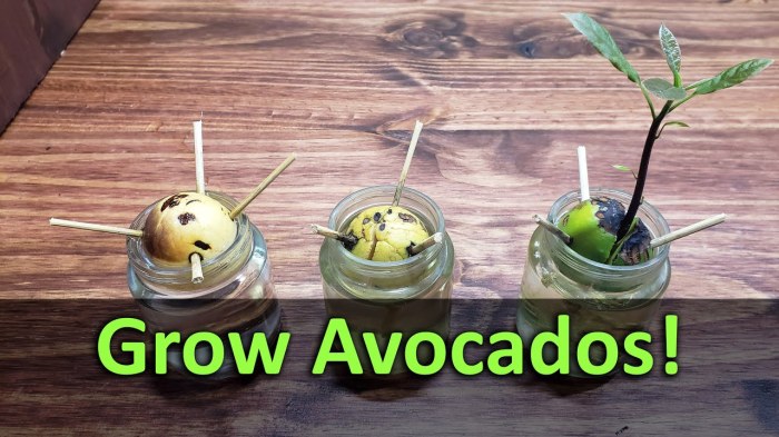 How to plant an avocado seed