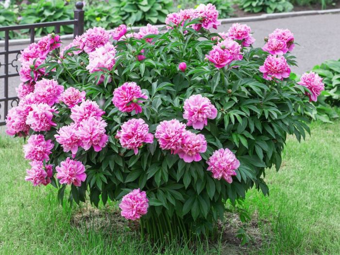 How to plant a tree peony