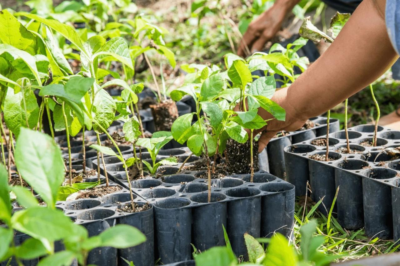 Forests planting measuring prosperous equity filtering vast oxymoron