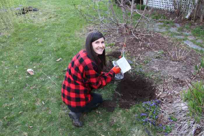 When to plant apple trees in ny