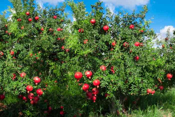 Pomegranate tree where to plant