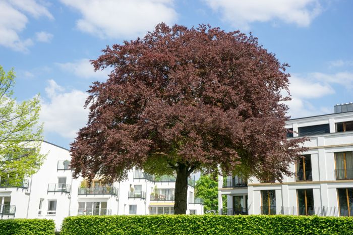 Tree to plant in front yard