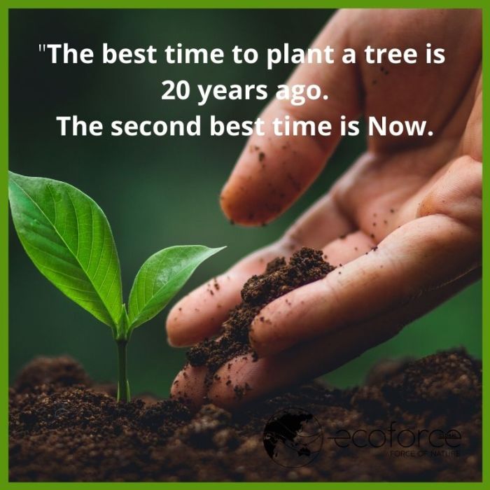 Best month to plant trees