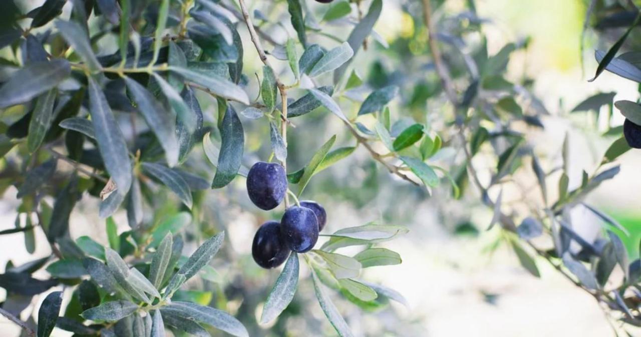 Plant trees in israel in memory