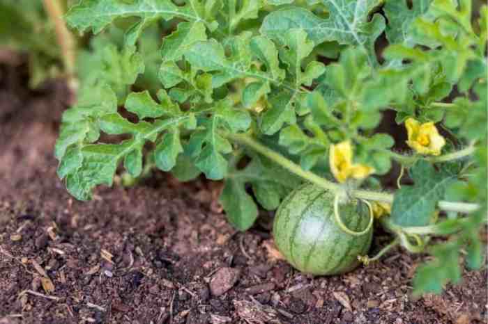 Watermelon seeds grow