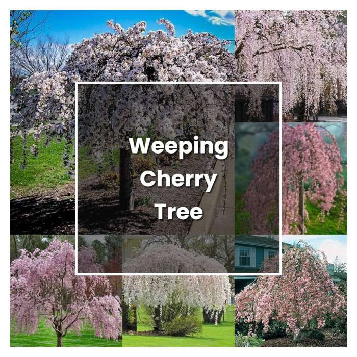 When to plant weeping cherry tree