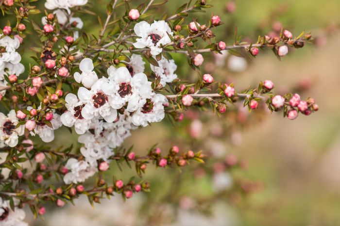 Tea tree live plant