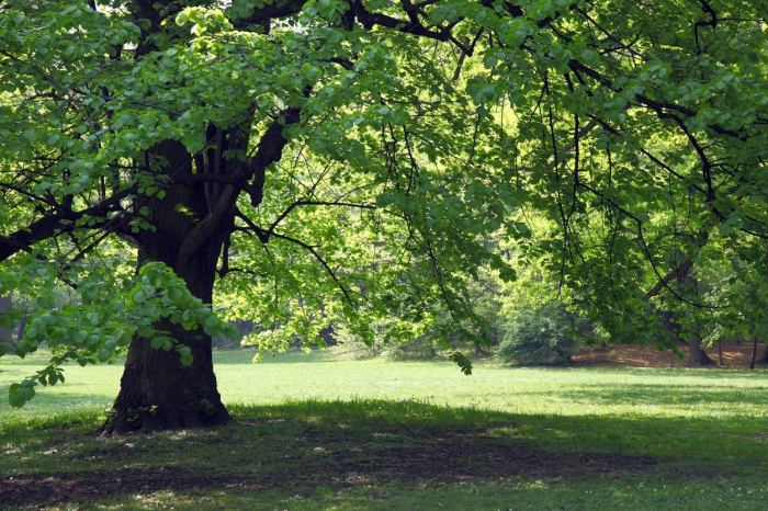 Trees to plant for shade